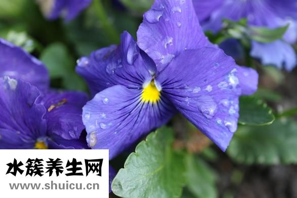 貝締雅怎么樣