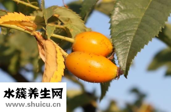 德勝怎么樣