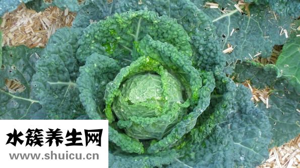 恩蘭朵怎么樣