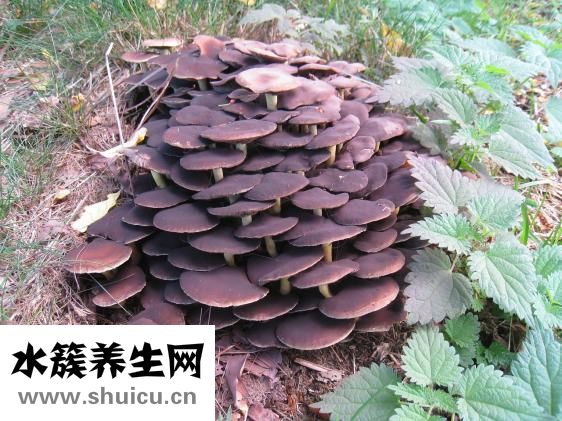 癬用什么藥