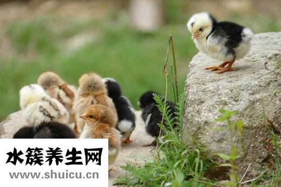 雞候消怎么樣