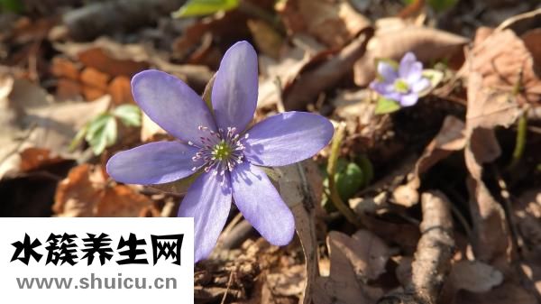 怎么樣分辨白癜風