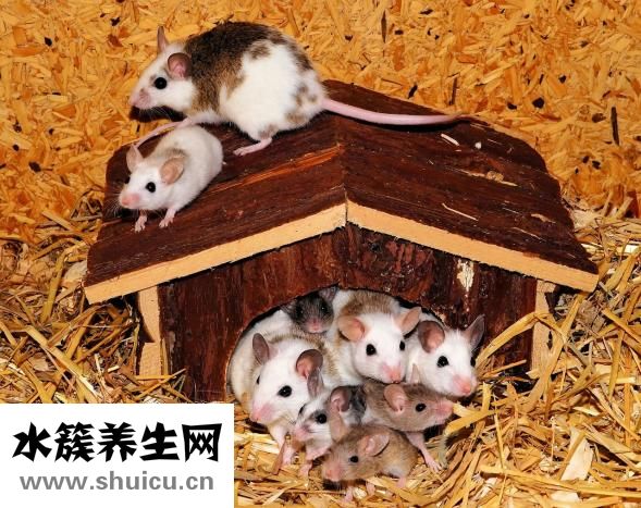 唐元門怎么樣