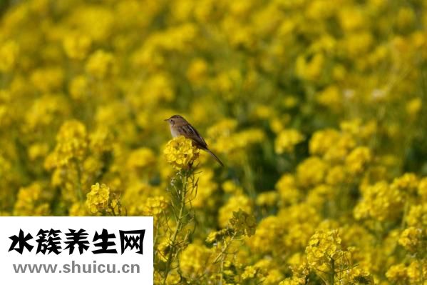 崔火仙怎么樣