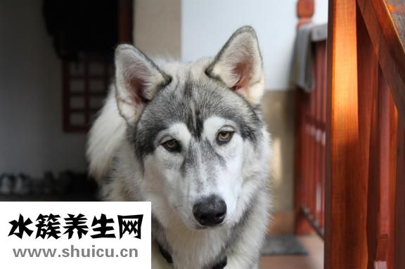 唐元門怎么樣