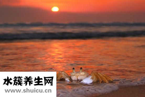 梭子蟹怎么洗