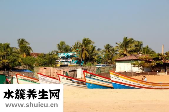 寶島茗怎么樣