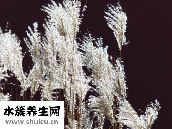 章一新怎么樣