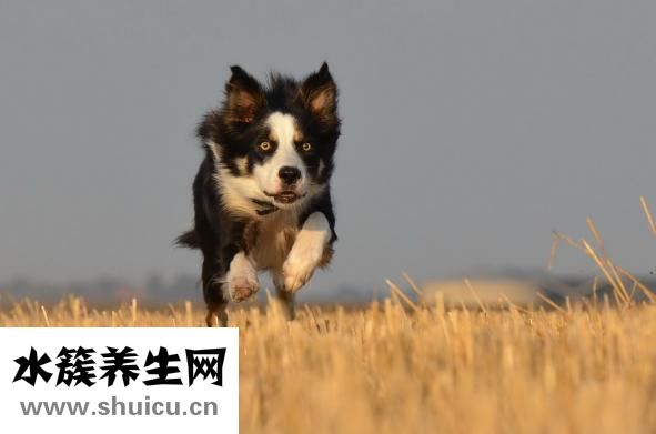唐元門怎么樣