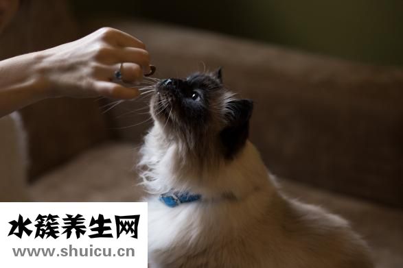 懷孕了發燒怎么辦