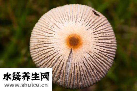 癬用什么藥