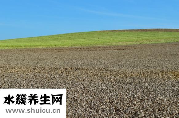 如何做蒸餃