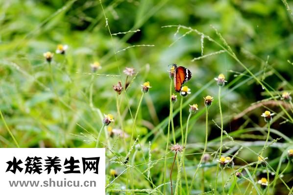 寶島茗怎么樣