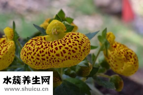 有什么別有病