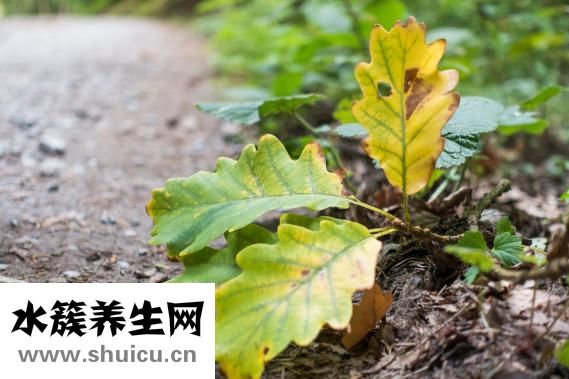 怎么樣腌苤藍