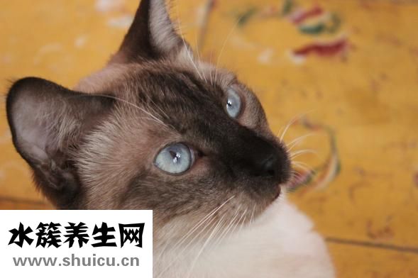 安視優怎么樣