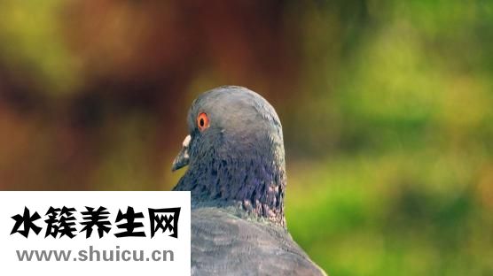怎么樣養小鳥