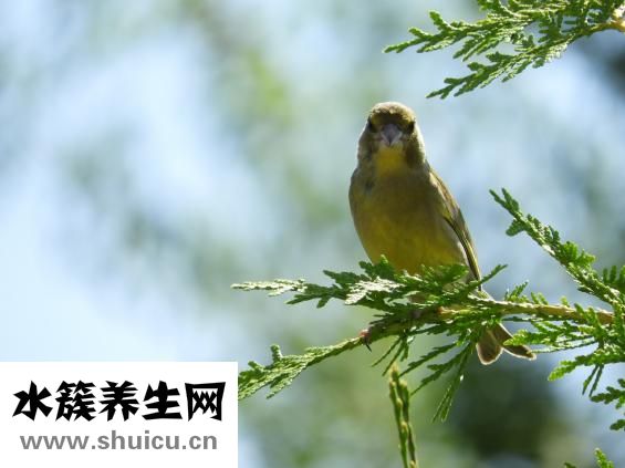 大鳥是什么