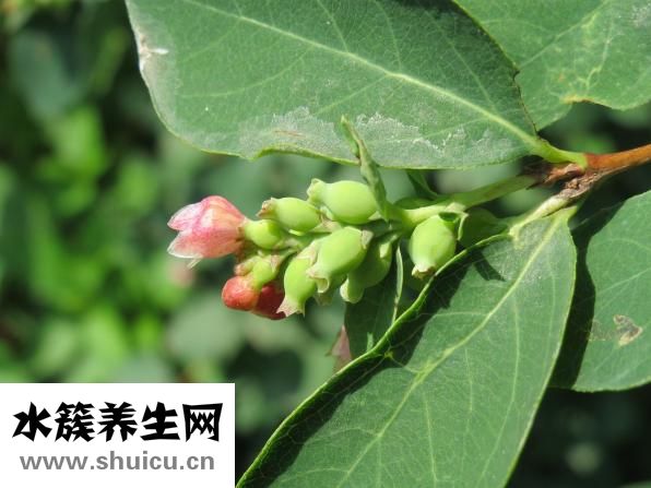 張蓉暉怎么樣