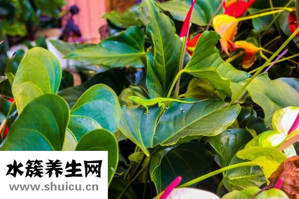 夢見掉牙是怎么回事