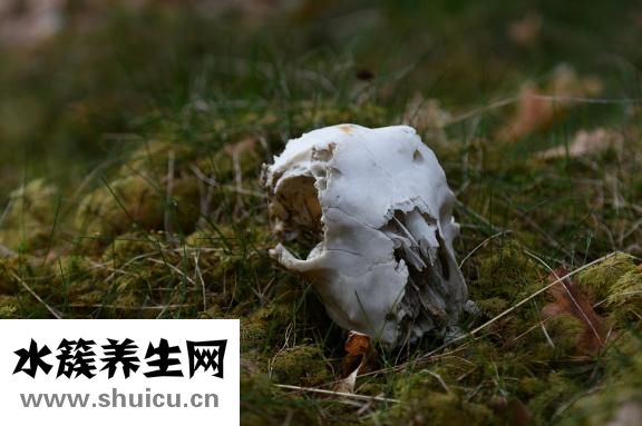 鹿肉怎么吃