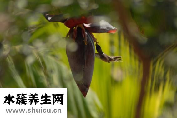 新洲人怎么樣