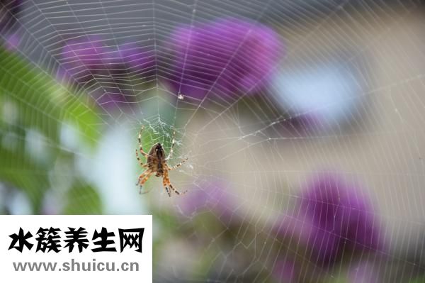 譜樂益怎么樣