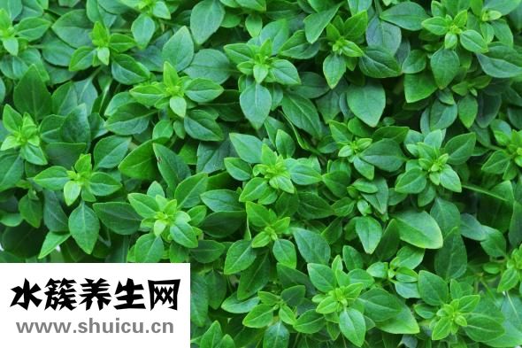 陳有信怎么樣