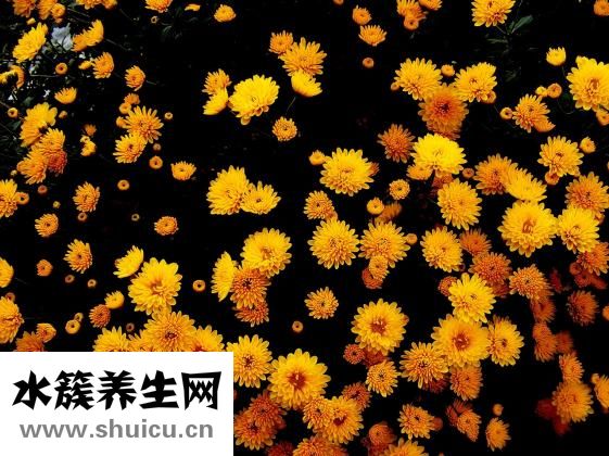 怎么樣的菊花