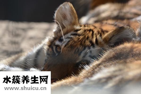 豹龜怎么養