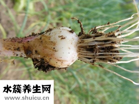 蒜頭鼻怎么辦