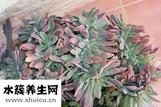 柏婭奴怎么樣