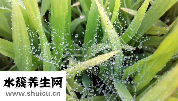 怎么樣選皮草