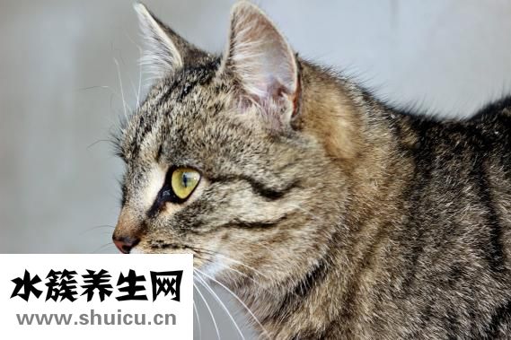 豹龜怎么養