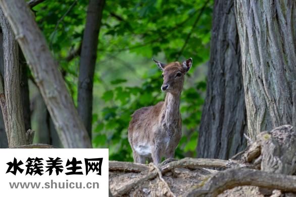 怎么樣的菊花
