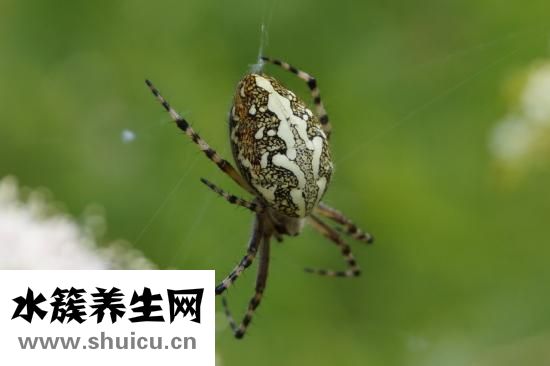 譜樂益怎么樣