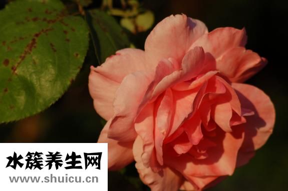 好萊奴怎么樣