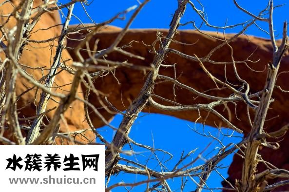 柏婭奴怎么樣