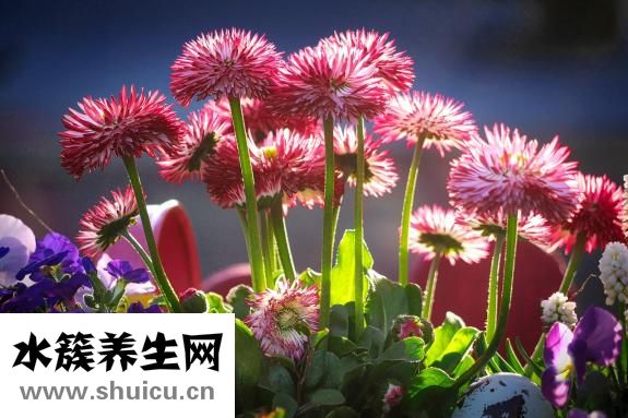 如何拜太歲