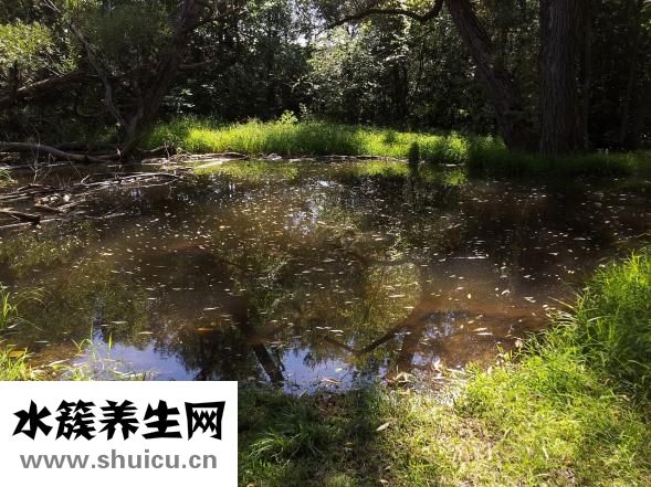 丁曙晴怎么樣