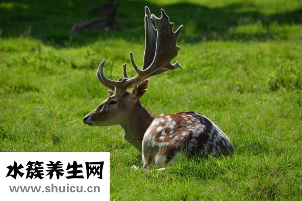 同濟王常玉怎么樣