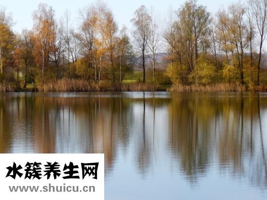 香榧是什么