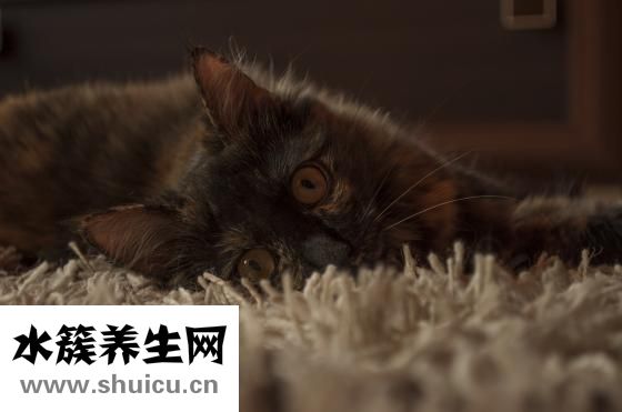 什么叫丹鳳眼