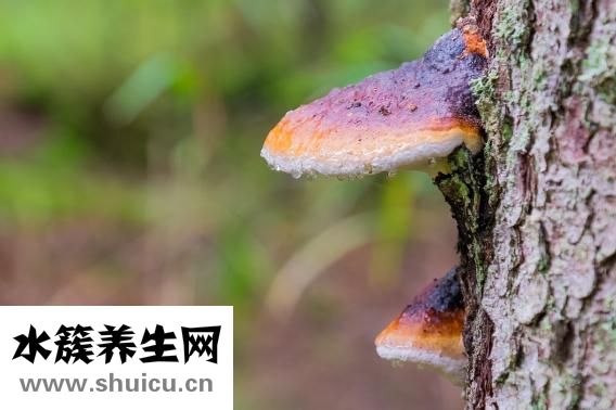 朵蔓絲怎么樣