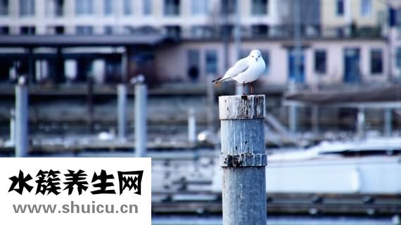 頸環怎么樣