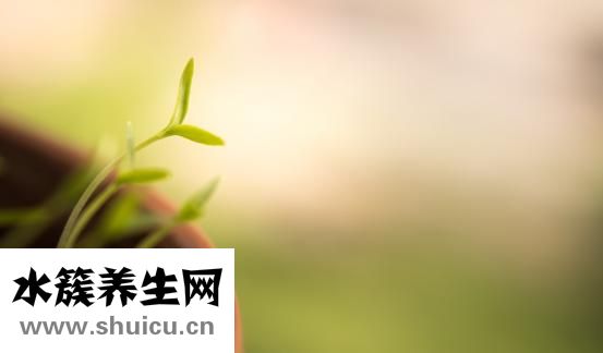 凡茜怎么樣