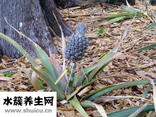 烏金是什么