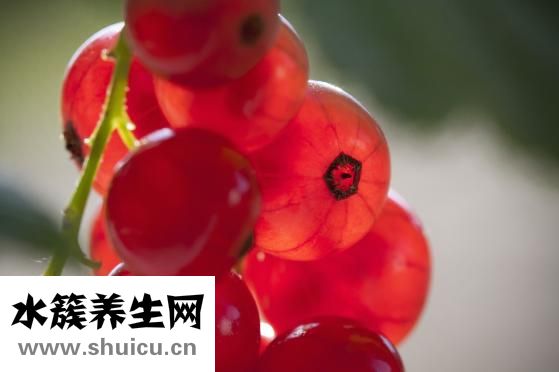 牦牛骨怎么樣