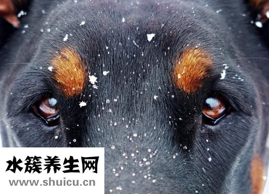 什么叫丹鳳眼