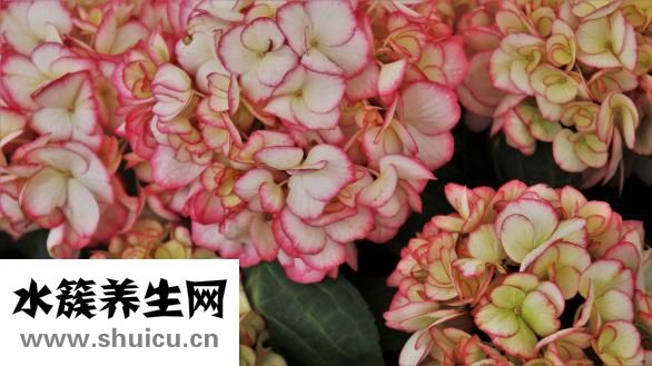 牛皮癬怎么辦